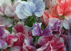 Streamer Mix Sweet Pea Seeds 
