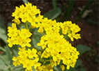Basket Of Gold Alyssum Seeds 