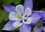 Blue Star Columbine Seeds 