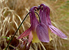 Oriental Columbine Seeds 