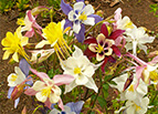 McKana Giant Mix Columbine Seeds 