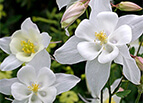 Crystal Star Columbine Seeds 
