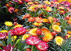 Swiss Giant Mix Strawflower Seeds 