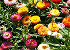 Tom Thumb Mix Strawflower Seeds 