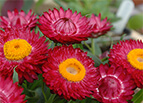 Purple Red Strawflower Seeds 
