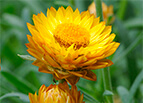 Golden Yellow Strawflower Seeds 
