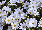 Purity Cosmos Seeds 
