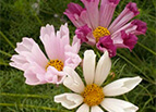 Seashells Cosmos Seeds 