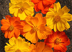 Bright Lights Cosmos Seeds 