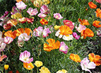 Ballerina Mix California Poppy Seeds 