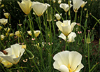 White Linen California Poppy Seeds 