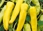 Sweet Banana Pepper Seeds