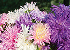 Giants of California Aster Seeds 