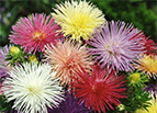Nova Mix Aster Seeds 