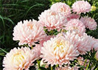 Peony Duchess Apricot Aster Seeds 