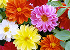 Unwins Bedding Dahlia Seeds 