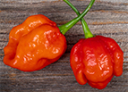 Trinidad Moruga Scorpion Pepper Seeds