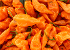 Habanada Pepper Seeds 