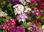 Twinkle Mix Phlox Seeds 