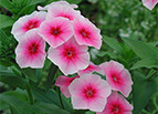 Brilliant Phlox Seeds 