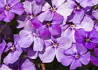 Beauty Blue Phlox Seeds 