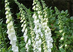Alba Foxglove Seeds 