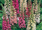 Foxy Mix Foxglove Seeds 