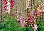 Excelsior Mix Foxglove Seeds 