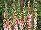 Apricot Beauty Foxglove Seeds 