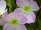 Showy Evening Primrose Seeds 