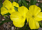Missouri Primrose Seeds 