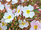 Pale Evening Primrose Seeds 