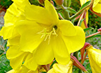 Common Evening Primrose Seeds 