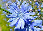 Chicory Seeds 