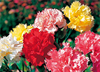 Chabaud Mix Carnation Seeds 