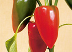 Pimento Pepper Seeds