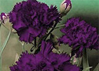 Grenadin King Of Blacks Carnation Seeds 