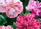 Double Picotee Mix Carnation Seeds 