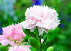 La France Carnation Seeds 