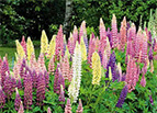 Russell Lupine Seeds 