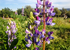 Arroyo Lupine Seeds 