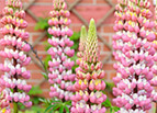 Chatelaine Lupine Seeds 