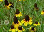 Clasping Coneflower Seeds 