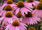 Purple Coneflower Seeds 