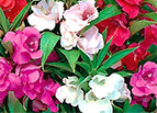 Camelia Flowered Mix Impatiens Seeds 