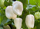 White Habanero Pepper Seeds