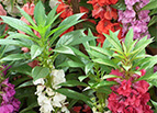 Tom Thumb Impatiens Seeds 