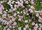 Pink Baby's Breath Seeds 