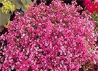 Crimson Baby's Breath Seeds 