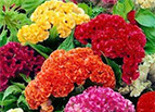 Cristata Mix Celosia Seeds 